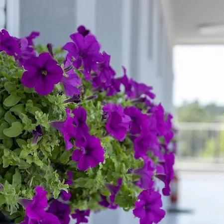 Briki Daire Kallithea (Chalkidiki)